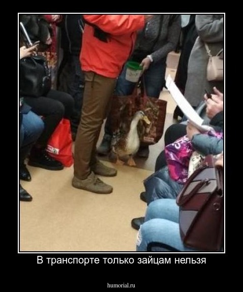 В транспорте только зайцам нельзя