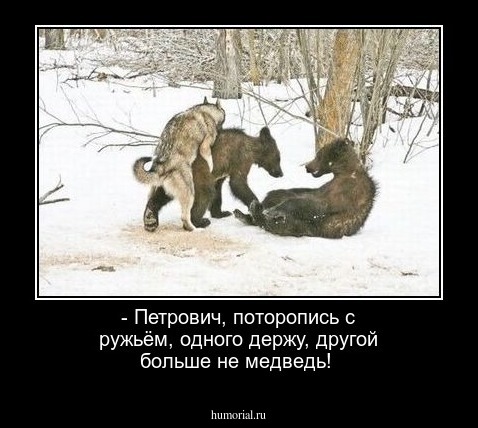 - Петрович, поторопись с ружьём, одного держу, другой больше не медведь!  