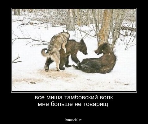 все миша тамбовский волк мне больше не товарищ