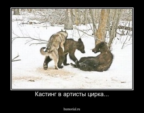 Кастинг в артисты цирка...