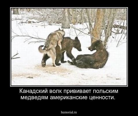 Канадский волк  прививает польским медведям американские ценности.