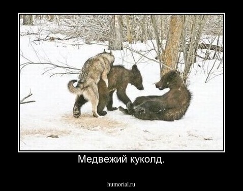 Медвежий куколд.