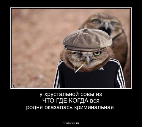 у хрустальной совы из ЧТО ГДЕ КОГДА вся родня оказалась криминальная 