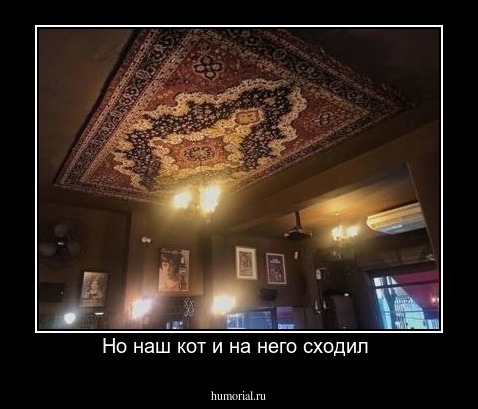 Но наш кот и на него сходил 