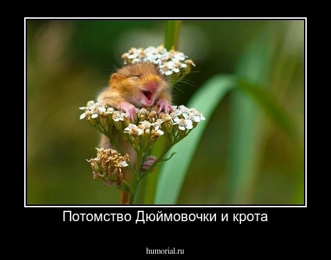 Потомство Дюймовочки и крота