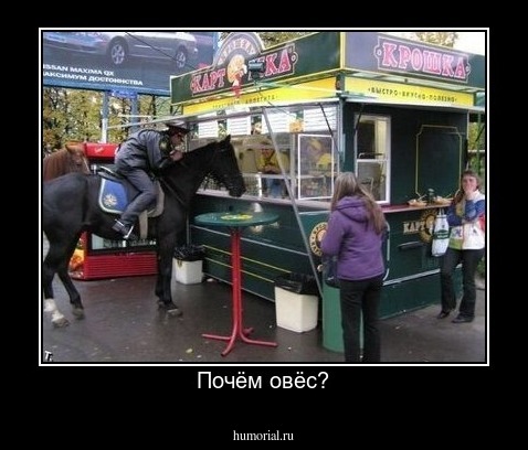 Почём овёс?