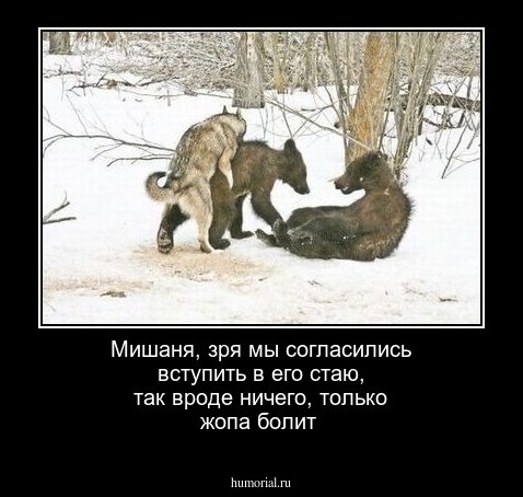 Мишаня, зря мы согласились вступить в его стаю, так вроде ничего, только жопа болит