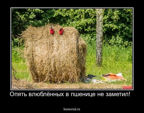 Опять влюблённых в пшенице не заметил!  