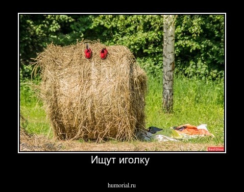 Ищут иголку 