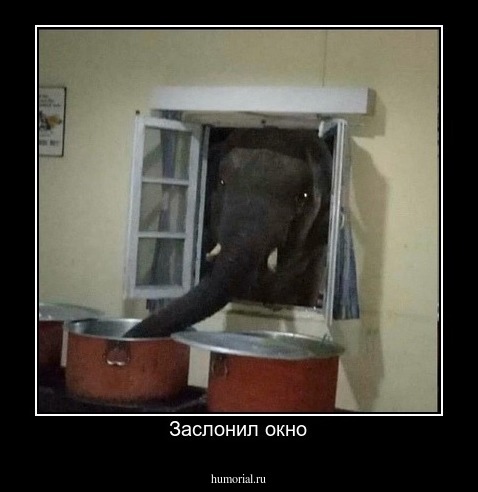 Заслонил окно