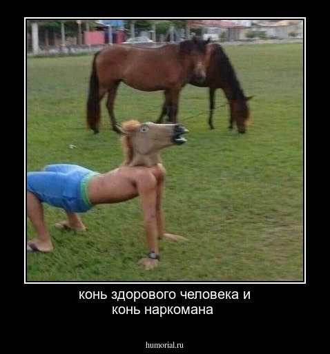 
конь здорового человека и конь наркомана