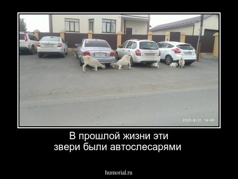 В прошлой жизни эти звери были автослесарями