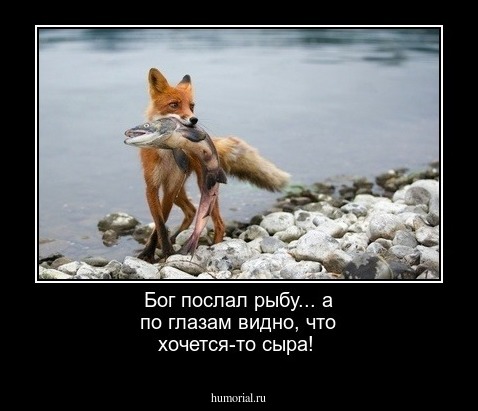 Бог послал рыбу... а по глазам видно, что хочется-то  сыра!