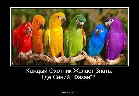 Каждый Охотник Желает Знать: Где Синий "Фазан"?