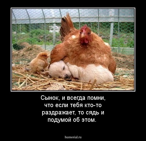 Сынок, и всегда помни, что если тебя кто-то раздражает, то сядь и подумой об этом.