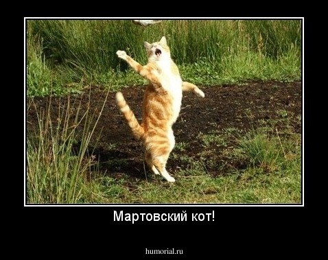 Мартовский кот!