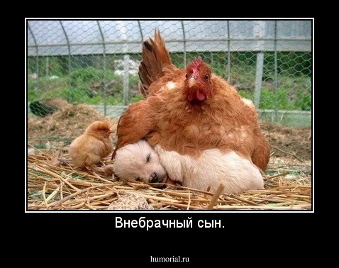 Внебрачный сын.