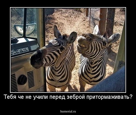 Тебя что не учили перед зеброй притормаживать?