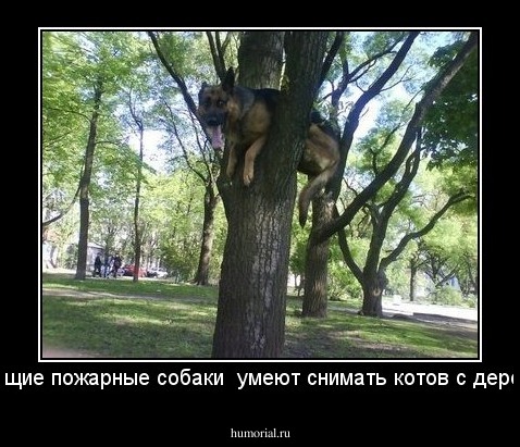 настоящие пожарные собаки  умеют снимать котов с деревьев!!