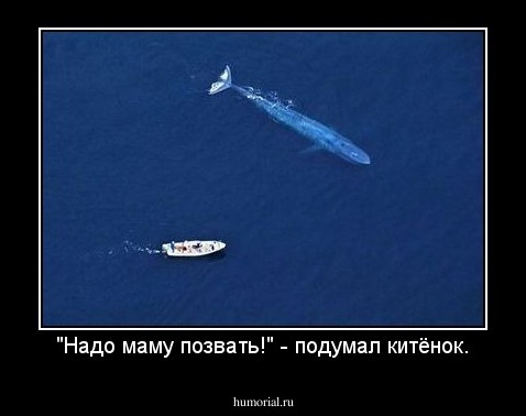 "Надо маму позвать!" - подумал китёнок.
