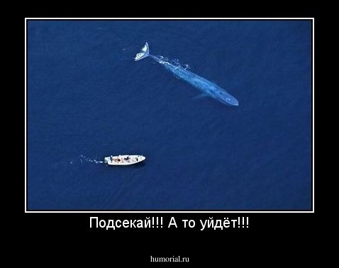 Подсекай!!! А то уйдёт!!!