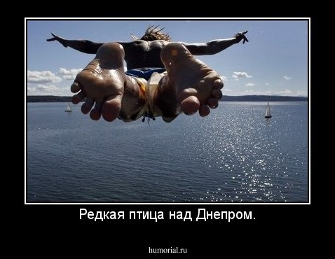 Редкая птица над Днепром.