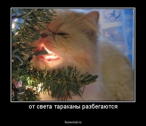 от света тараканы разбегаются