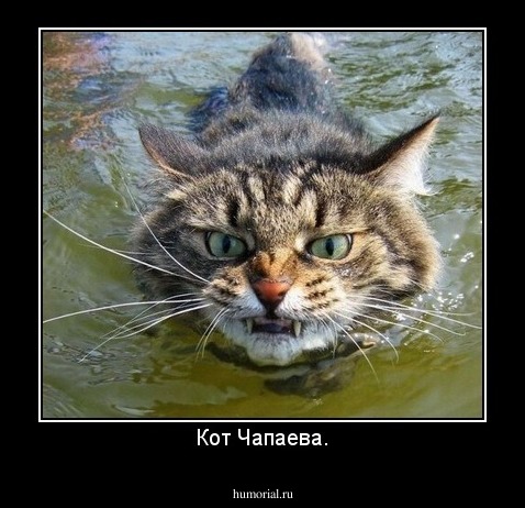 Кот Чапаева.