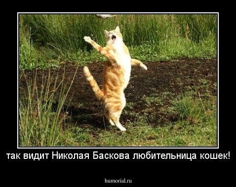 так видит Николая Баскова любительница кошек!