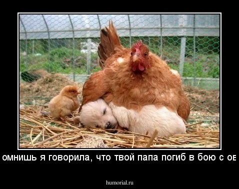 Сынок, помнишь я говорила, что твой папа погиб в бою с овчаркой...