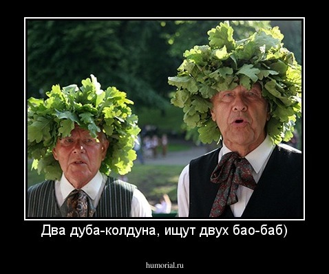 Два дуба-колдуна, ищут двух бао-баб)