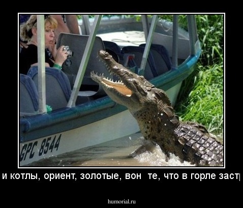 -Купи котлы, ориент, золотые, вон  те, что в горле застряли