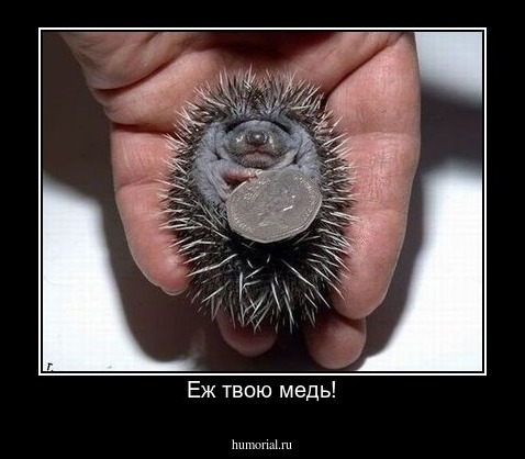 Еж твою медь!