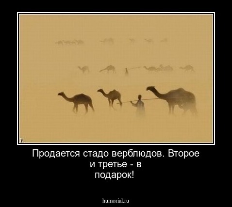 Продается стадо верблюдов. Второе и третье - в подарок!
