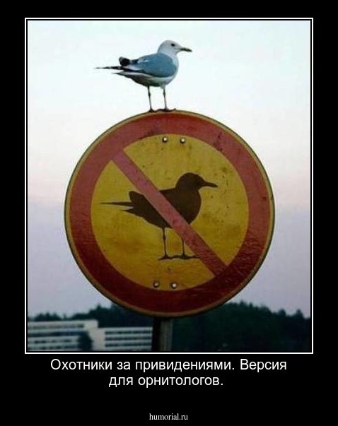 Охотники за привидениями. Версия для орнитологов. 