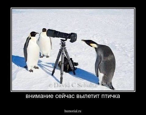 внимание сейчас вылетит птичка
