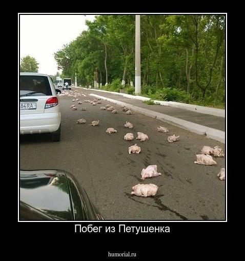 Побег из Петушенка