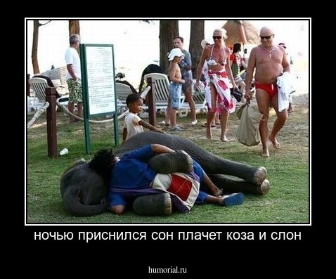 ночью приснился сон плачет коза и слон