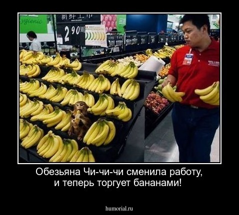 Обезьяна Чи-чи-чи сменила работу, и теперь торгует бананами!