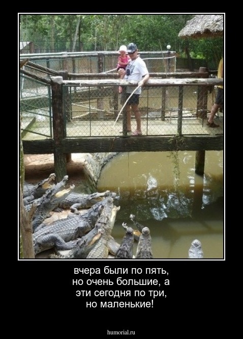 вчера были по пять, но очень большие,
а эти сегодня по три, но маленькие!