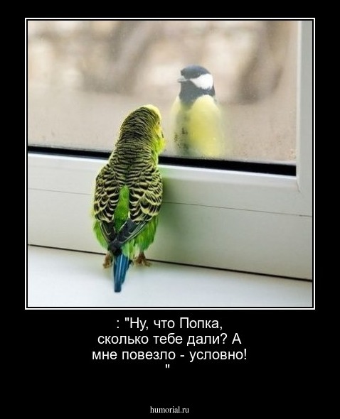  : "Ну, что Попка, сколько тебе дали? А мне повезло - условно! "