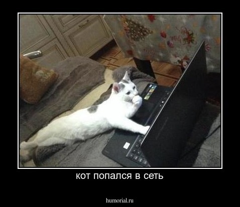 кот попался в сеть