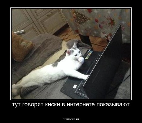 тут говорят киски в интернете показывают
