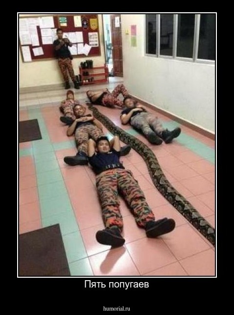 Пять попугаев