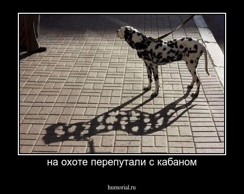 на охоте перепутали с кабаном