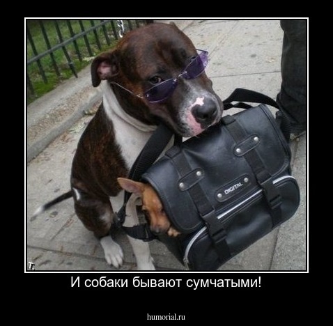 И собаки бывают сумчатыми!