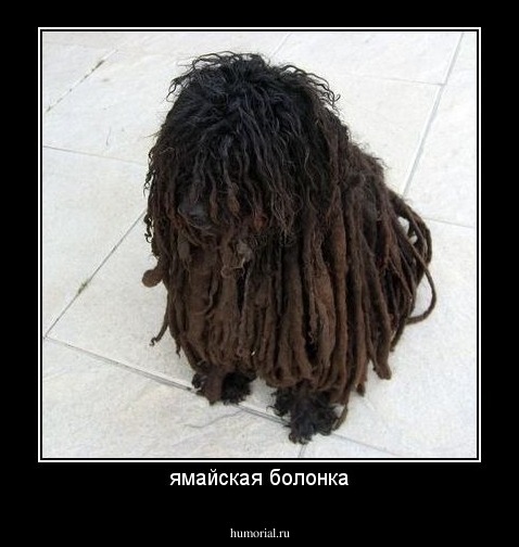 ямайская болонка
