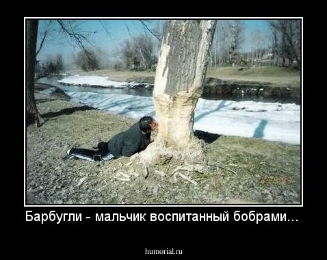 Барбугли - мальчик воспитанный бобрами... 