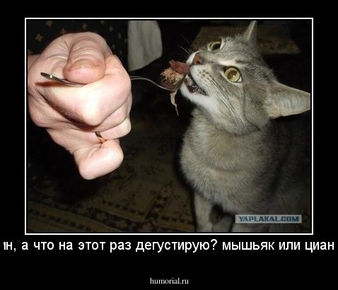 Хозяин, а что на этот раз дегустирую? мышьяк или цианид ....