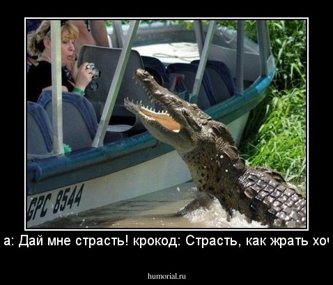она: Дай мне страсть! крокод: Страсть, как жрать хочу!